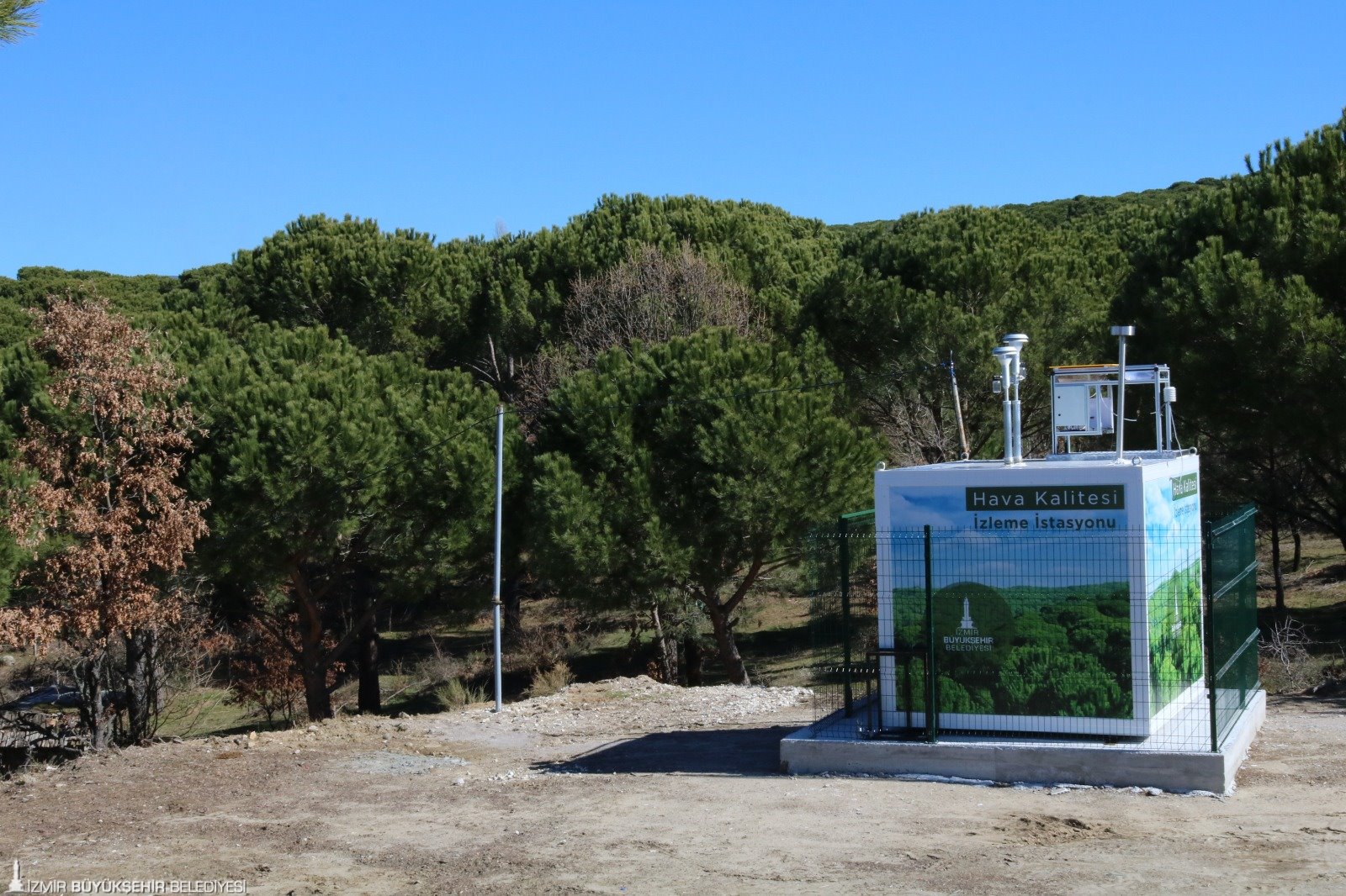 Büyükşehir fıstık çamı için yeniden kolları sıvadı