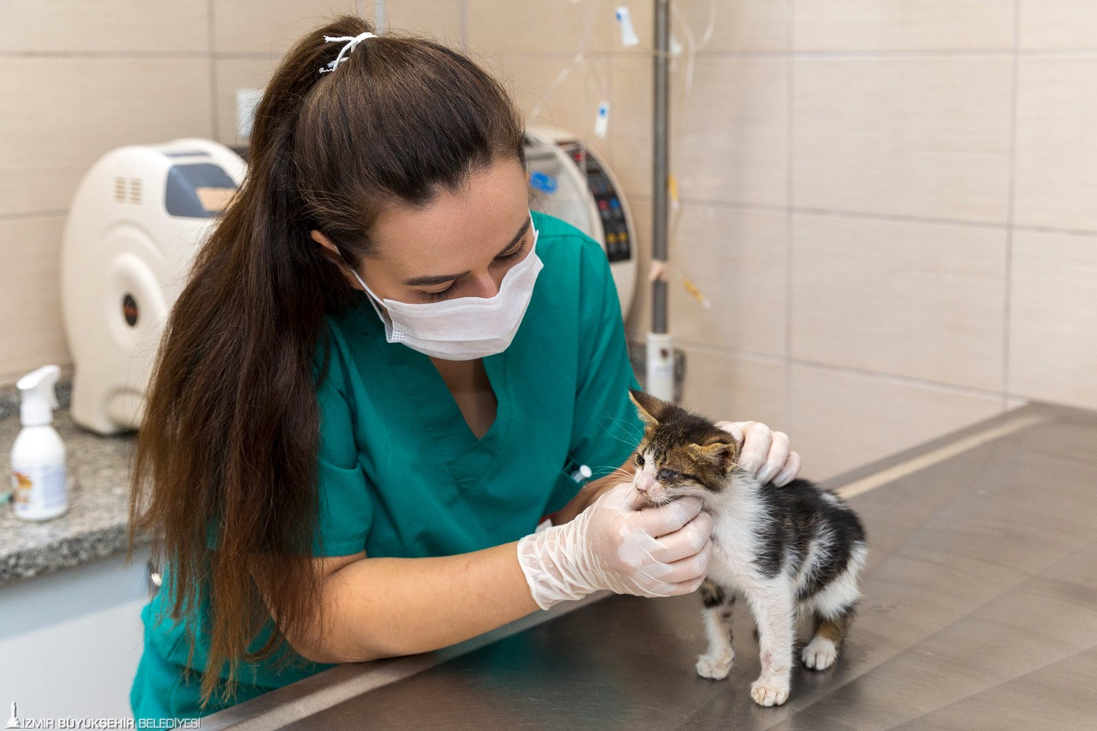 Büyükşehir can dostlar için çalışıyor