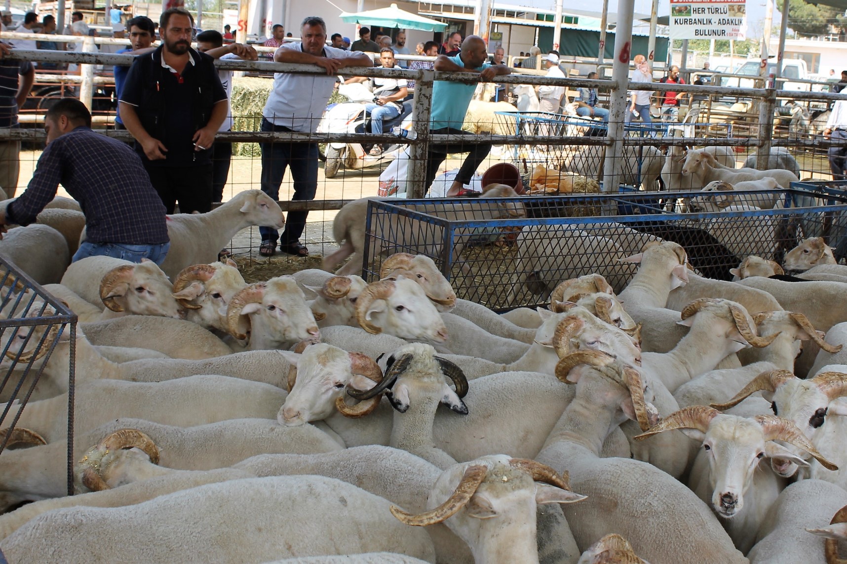 Ödemiş’te kurban satış ve kurban kesim yerleri belli oldu
