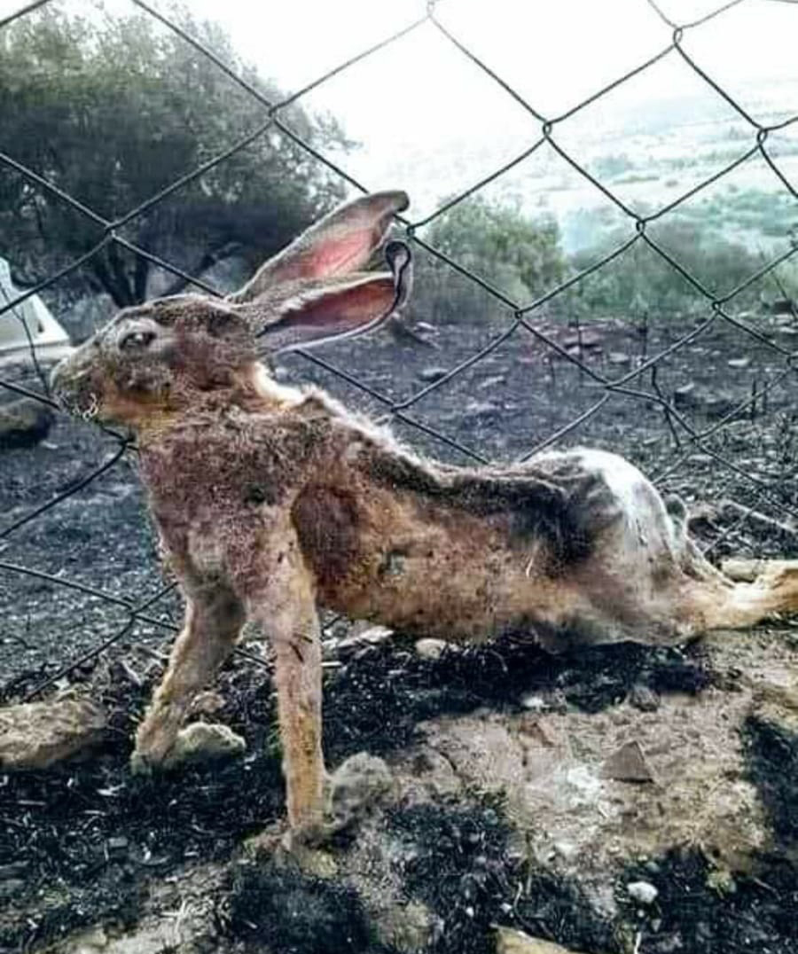 Salih Erkek Yazdı...