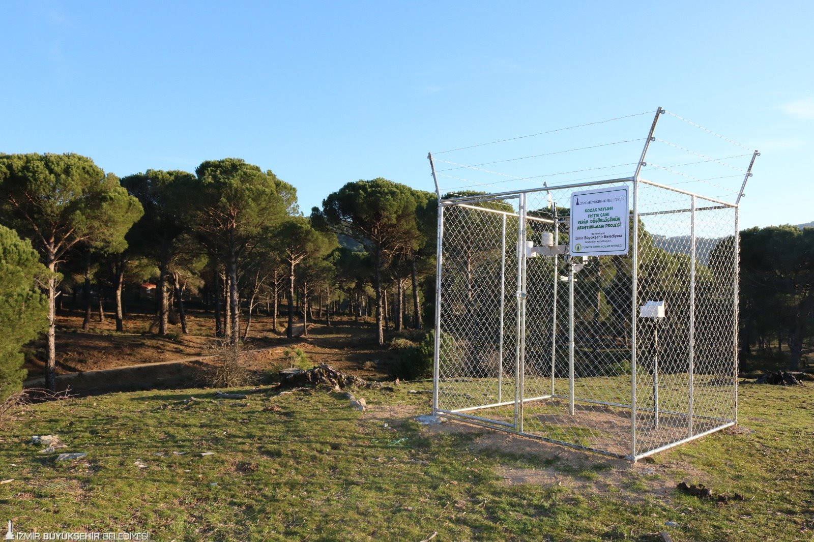 Büyükşehir fıstık çamı için yeniden kolları sıvadı