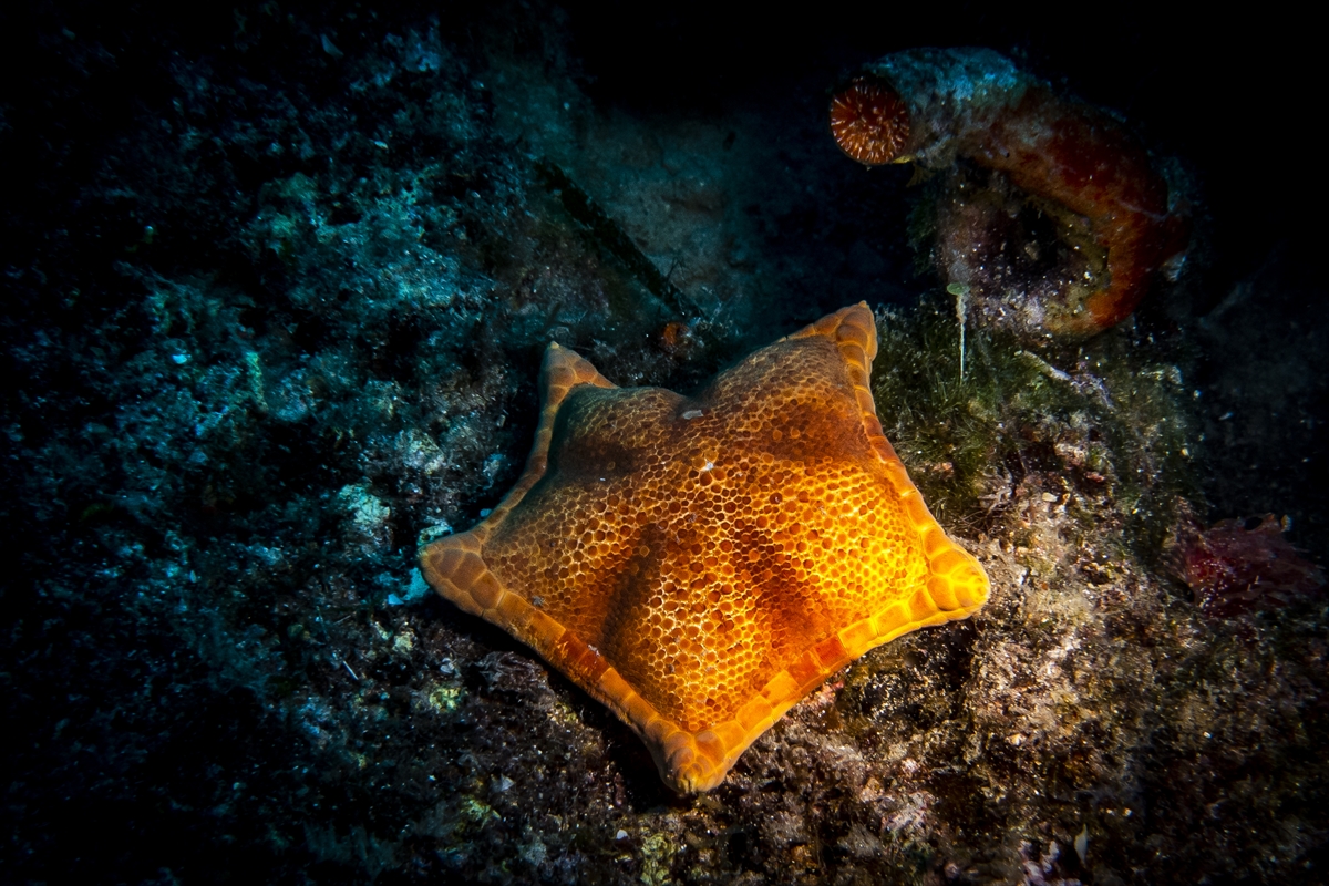 Su altı tutkunlarının yeni gözdesi Karaburun