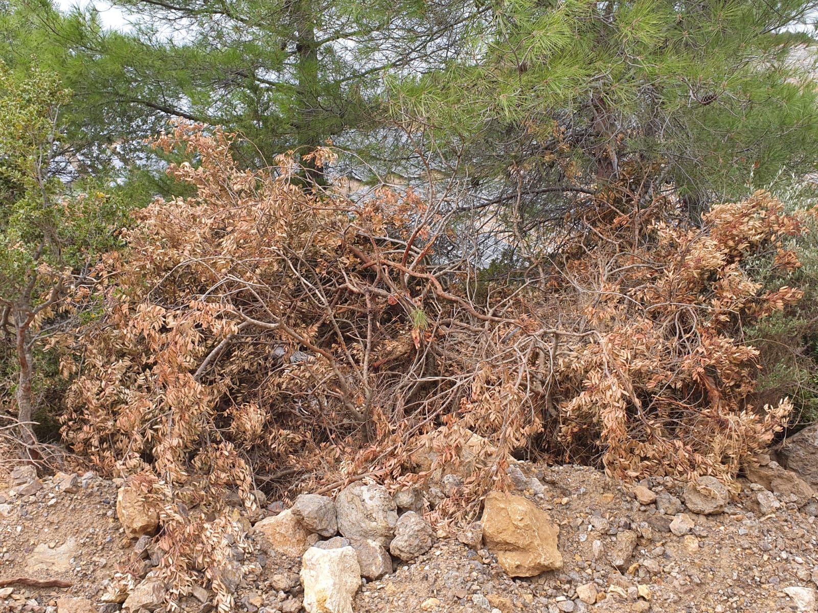 Salih Erkek Yazdı... DEVLET BAHÇELİ'Yİ DAVET EDİYORUM