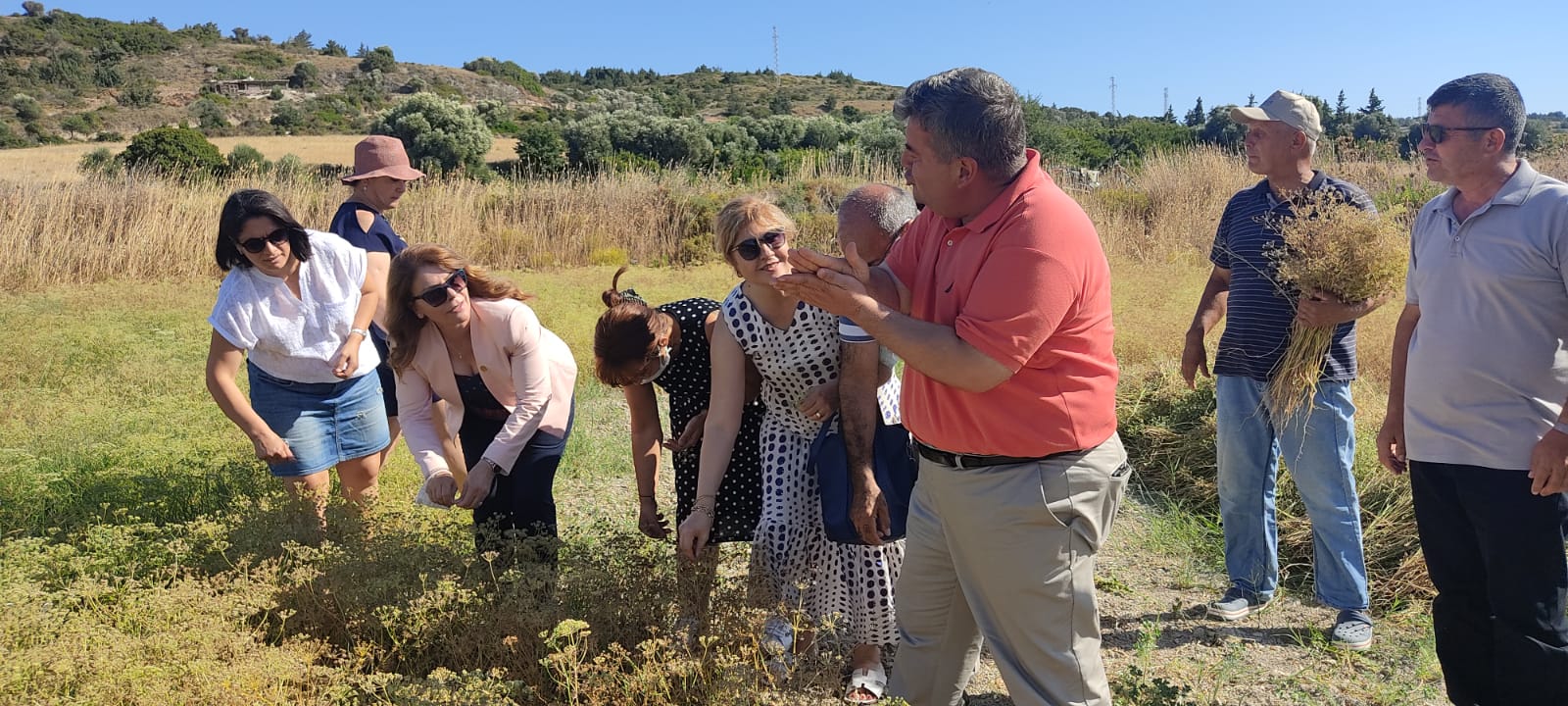 Çeşme’de 30 yıl aradan sonra ilk kez anason hasadı!