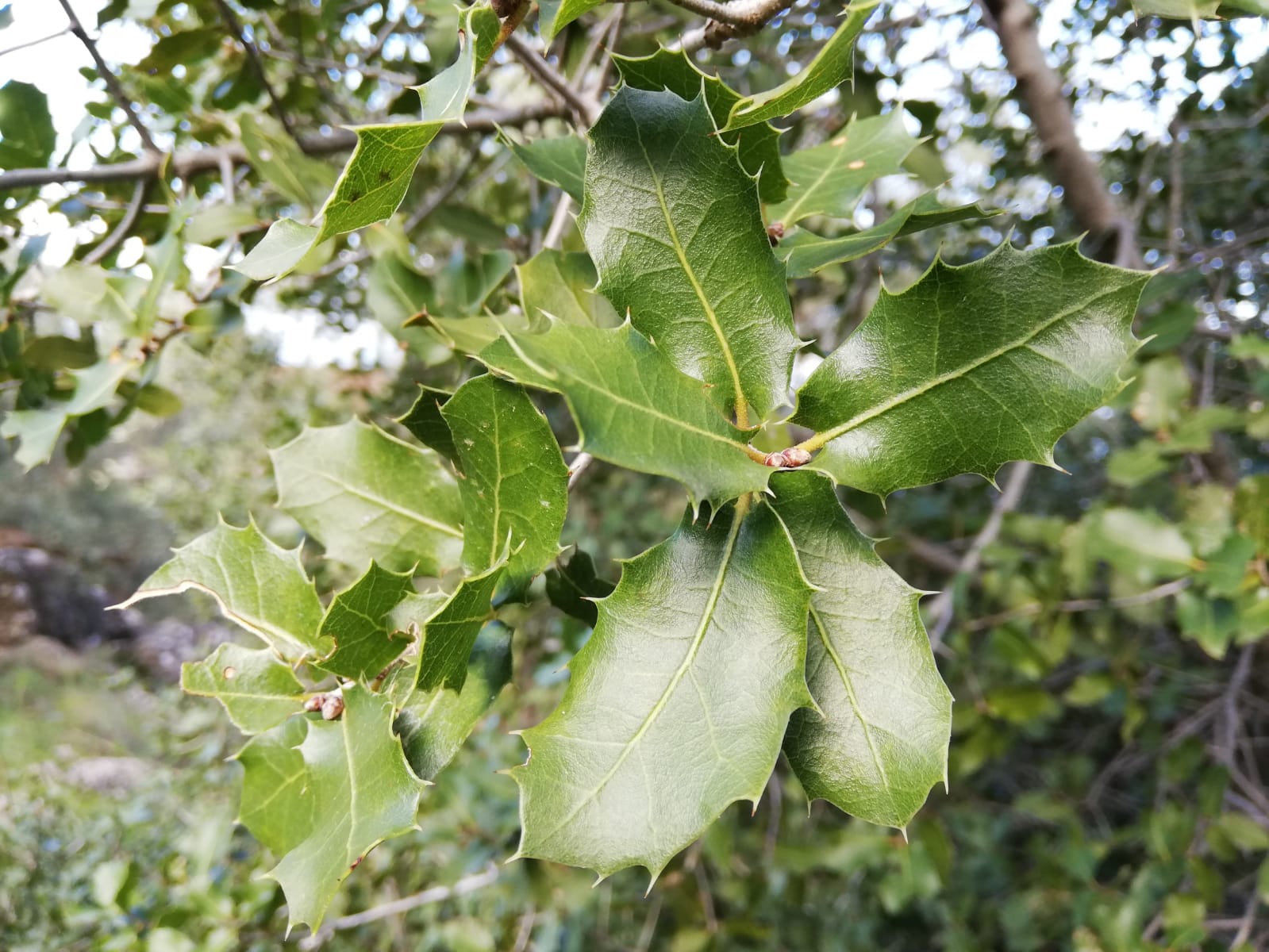 Büyük yangının ikinci yılı