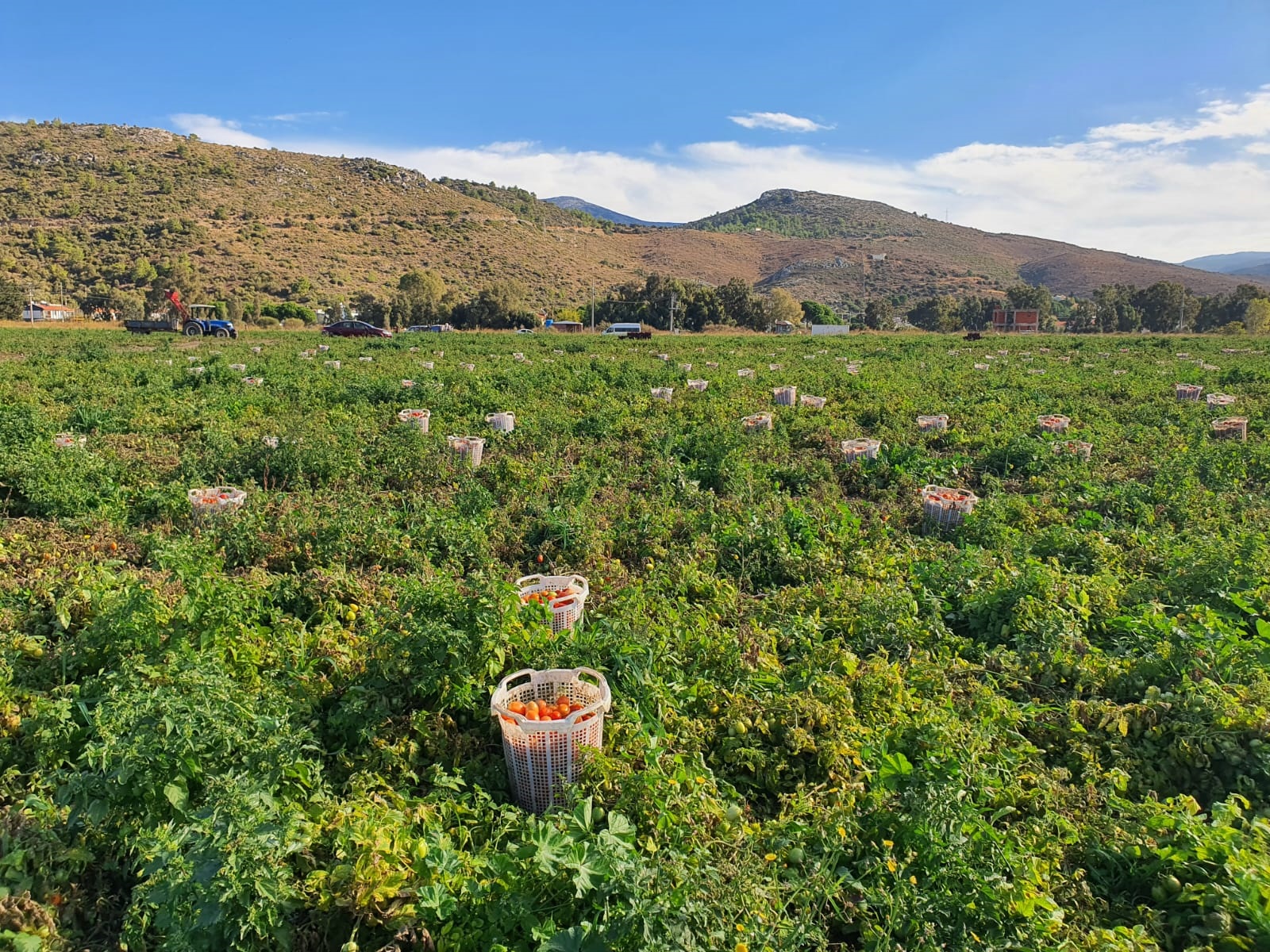 "DOMATES SEZONDA İKİ DEFA EKİN VERDİ"