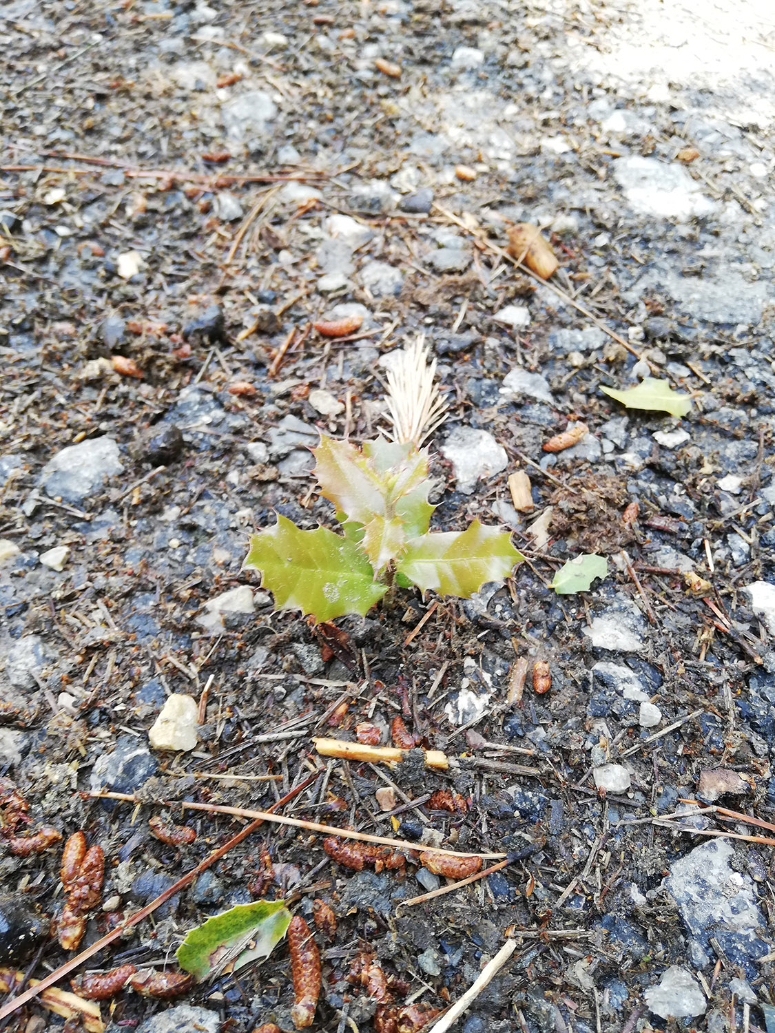 Büyük yangının ikinci yılı