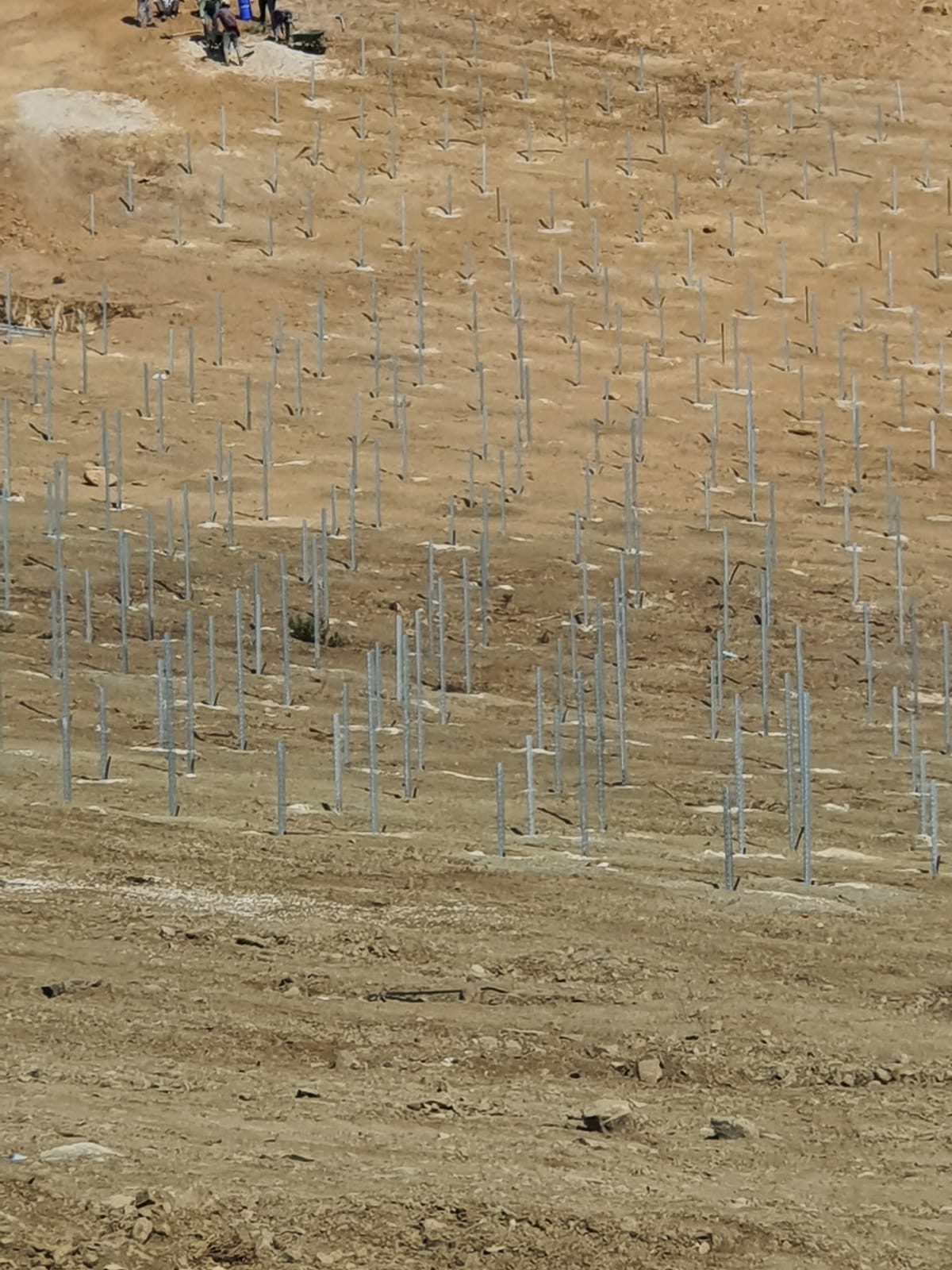 YÜZLERCE AĞACI KATLETTİLER YERİNE KAZIK BORULARI DİKTİLER