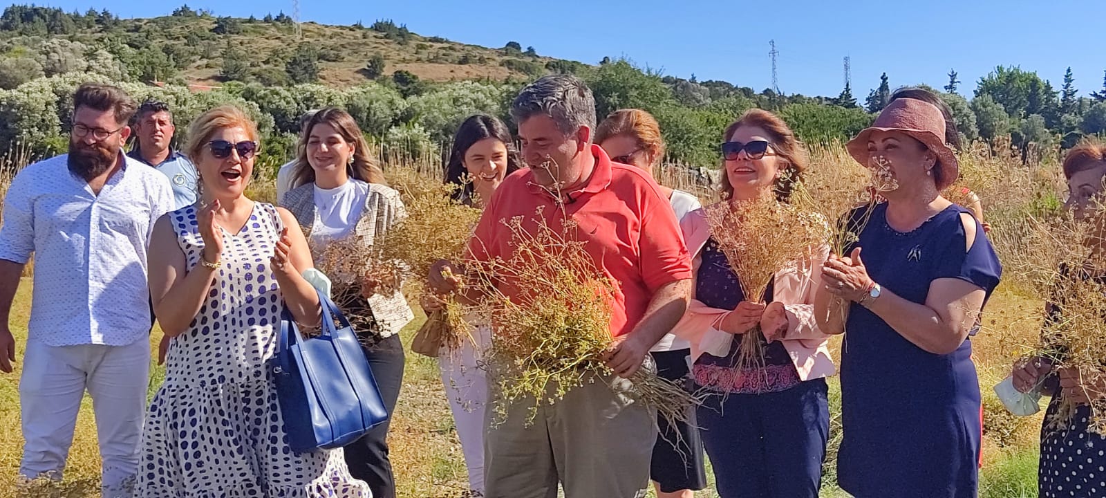 Çeşme’de 30 yıl aradan sonra ilk kez anason hasadı!