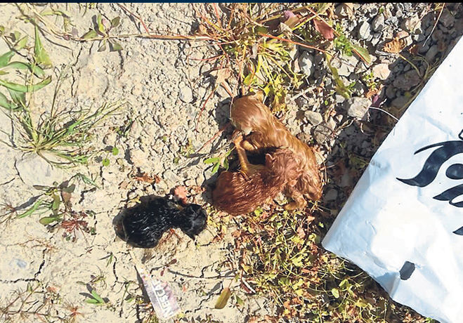 Kedileri çöpe attılar