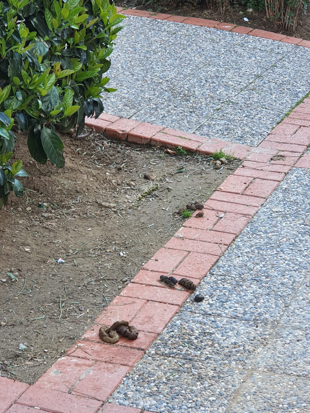 Salih Erkek Yazdı...