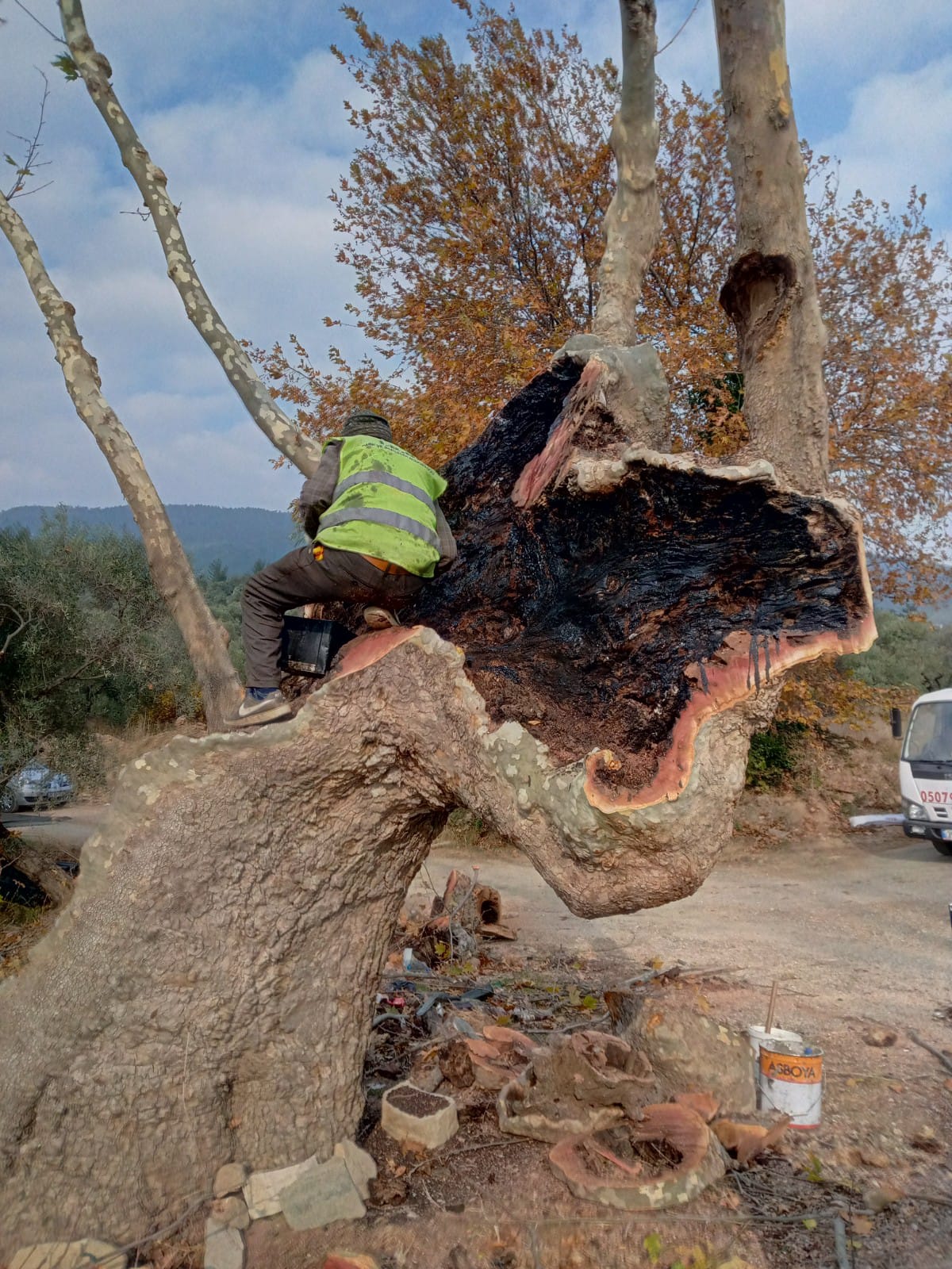 Anıt ağaçlar emin ellerde