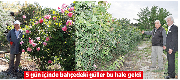 Göz göre göre zehirleniyorlar