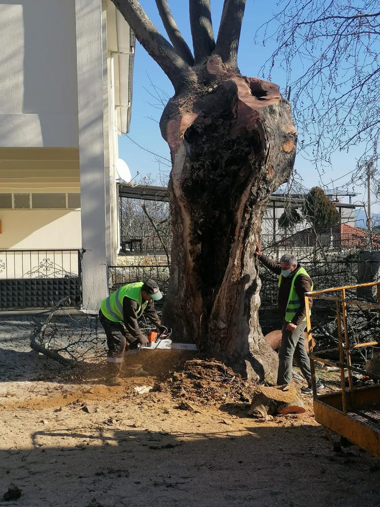 Anıt ağaçlar emin ellerde