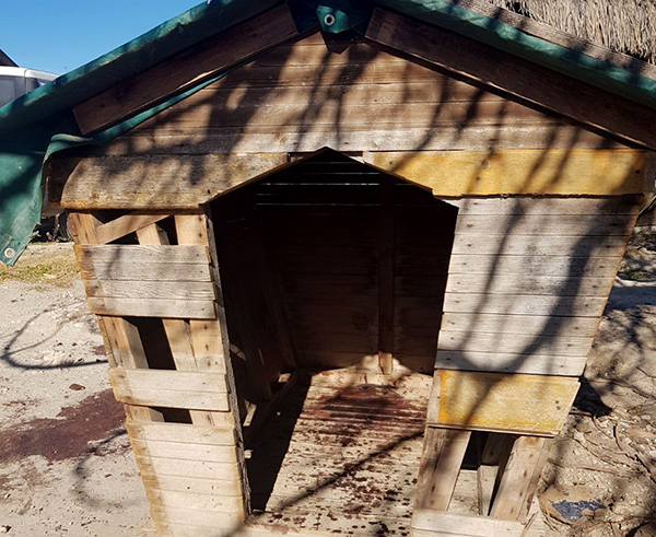 Çeşme'de, 3 köpeği öldürüp birini de yaraladılar