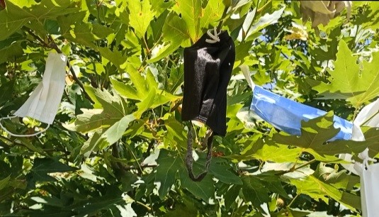 Dilek ağacı maske ağacına döndü