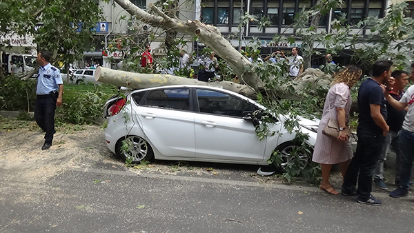 Tarihi çınar ağacı aracın üzerine devrildi, yara almadan kurtuldu