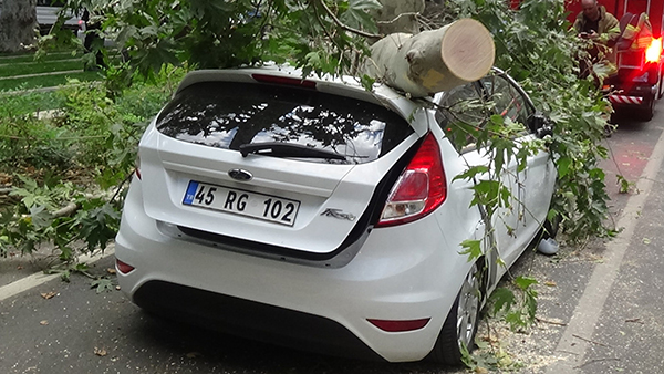 Tarihi çınar ağacı aracın üzerine devrildi, yara almadan kurtuldu