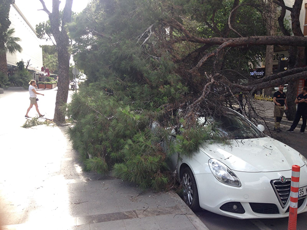 Çam ağacı araçların üzerine devrildi