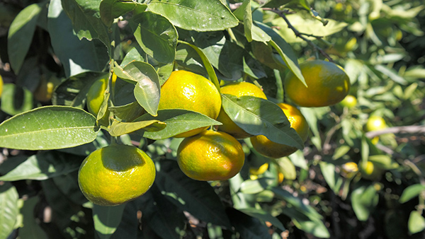 27 EKİM'DE BAŞLIYOR!