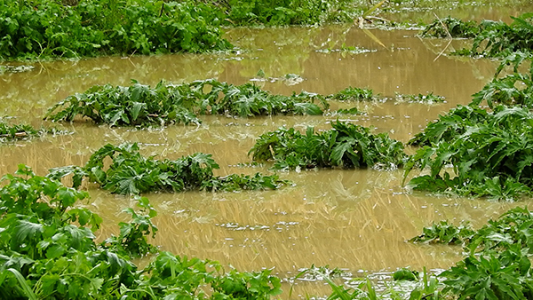 Çeşme'de sel suları yolu yardı