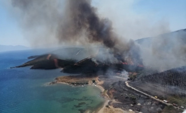 Seferihisar'da ağaçlandırma sahası yandı: İç acıtan görüntüler!