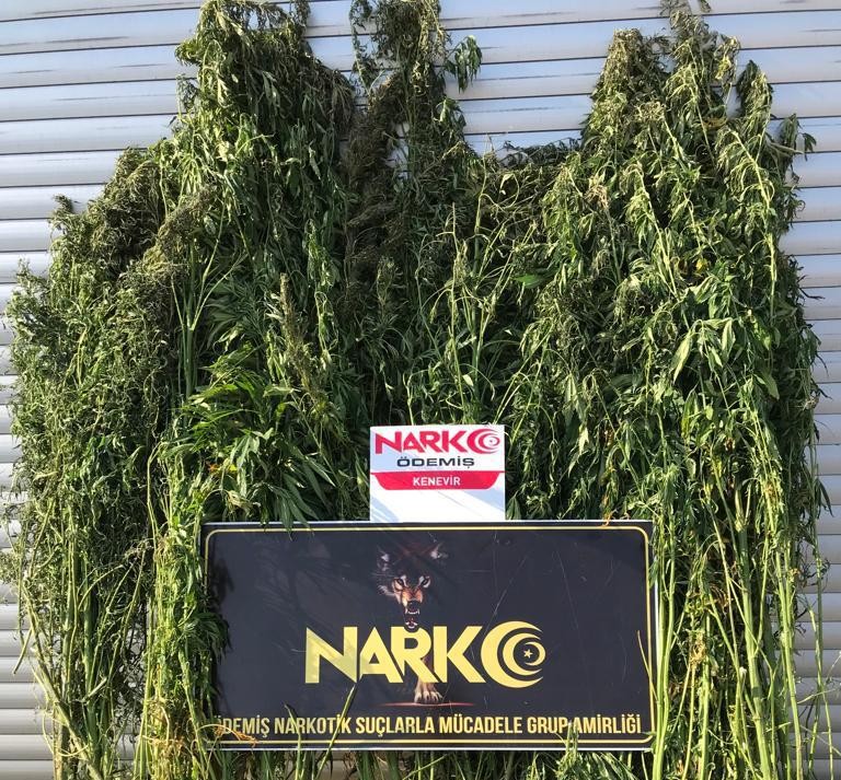 Polis, dağlık alana ekilen kenevirleri dron ile buldu