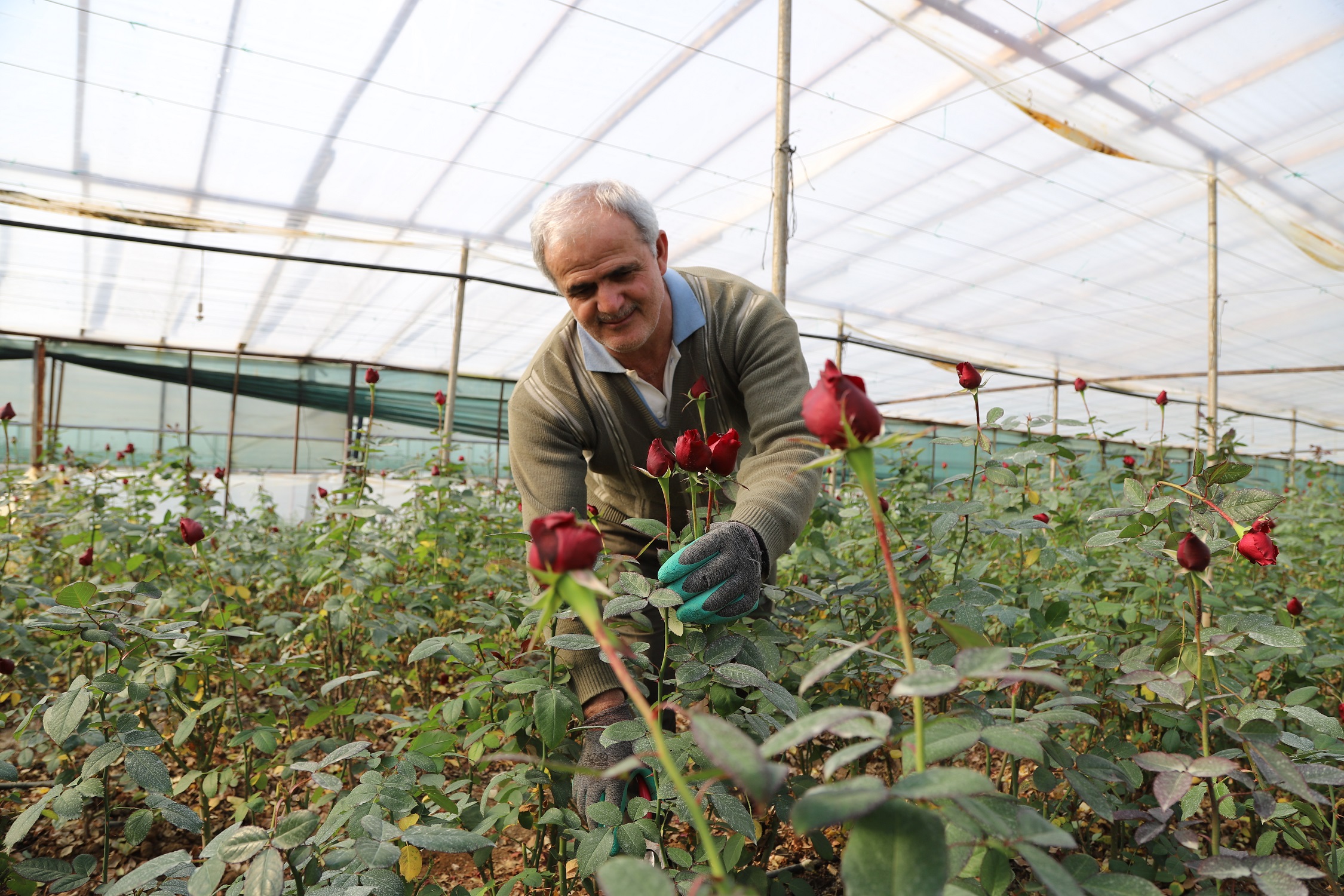 Sevgililerin Gülleri Menderes’ten