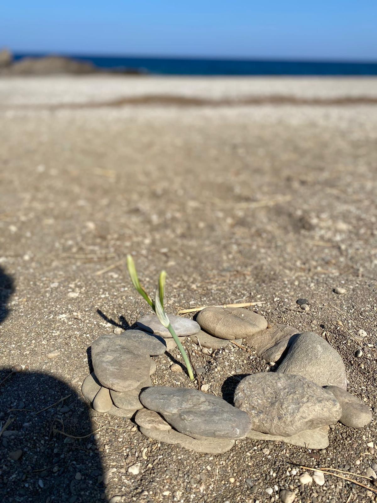 Kum zambaklarını gözümüzden sakınıyoruz…