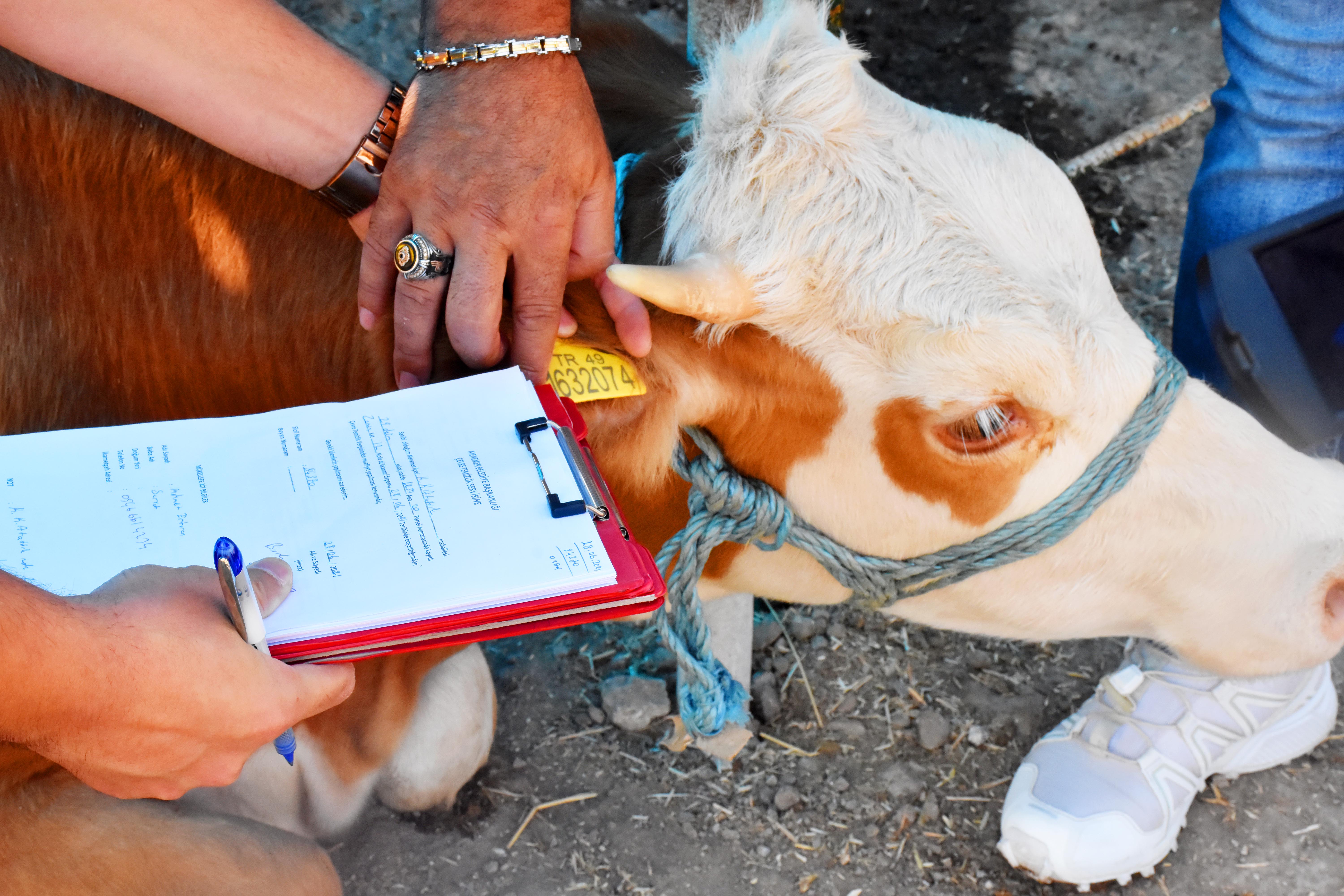 Menemen’de Kurban Bayramı Hazırlığı