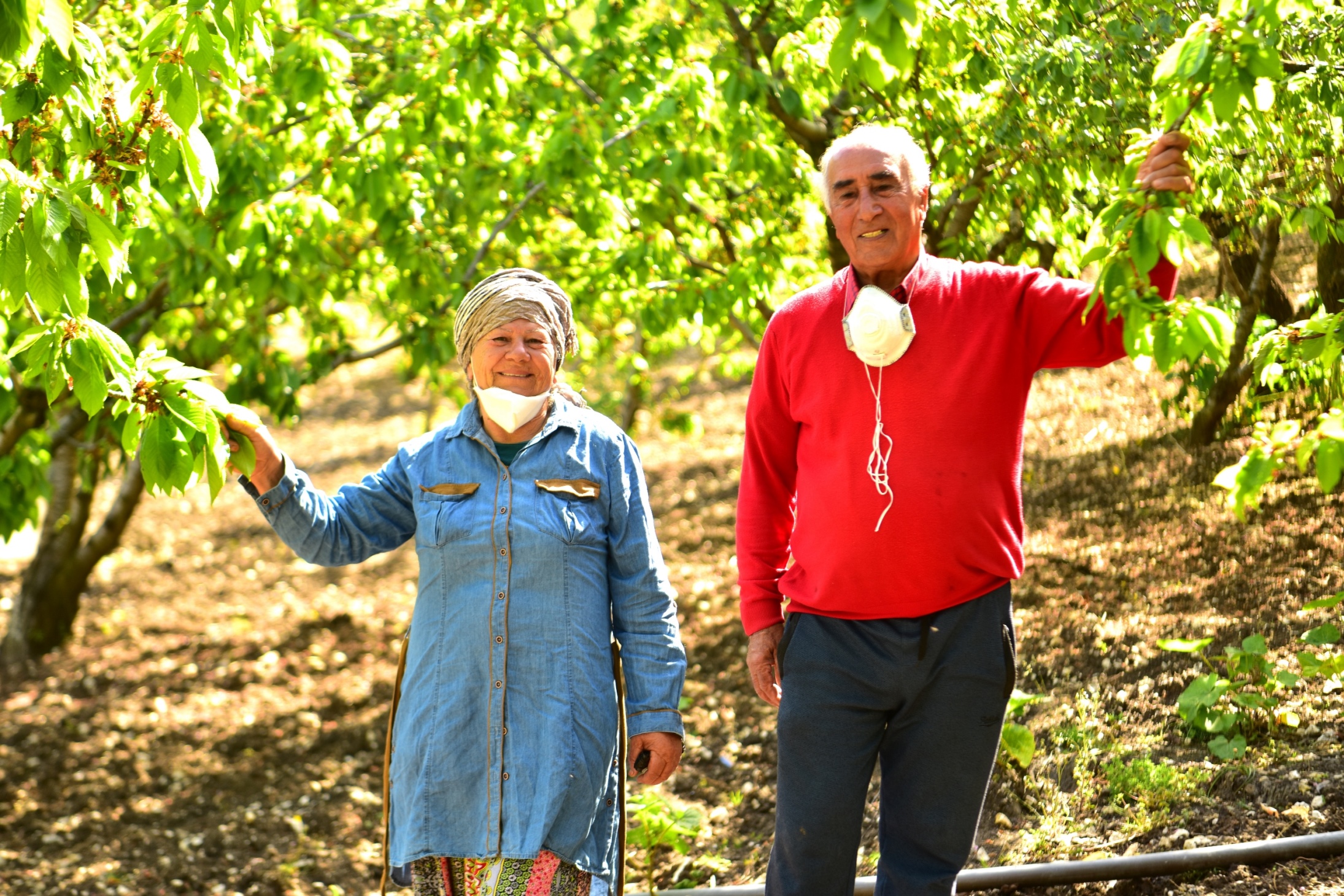 Bornova'da kiraz yetiştiricilerine ilaçlama desteği