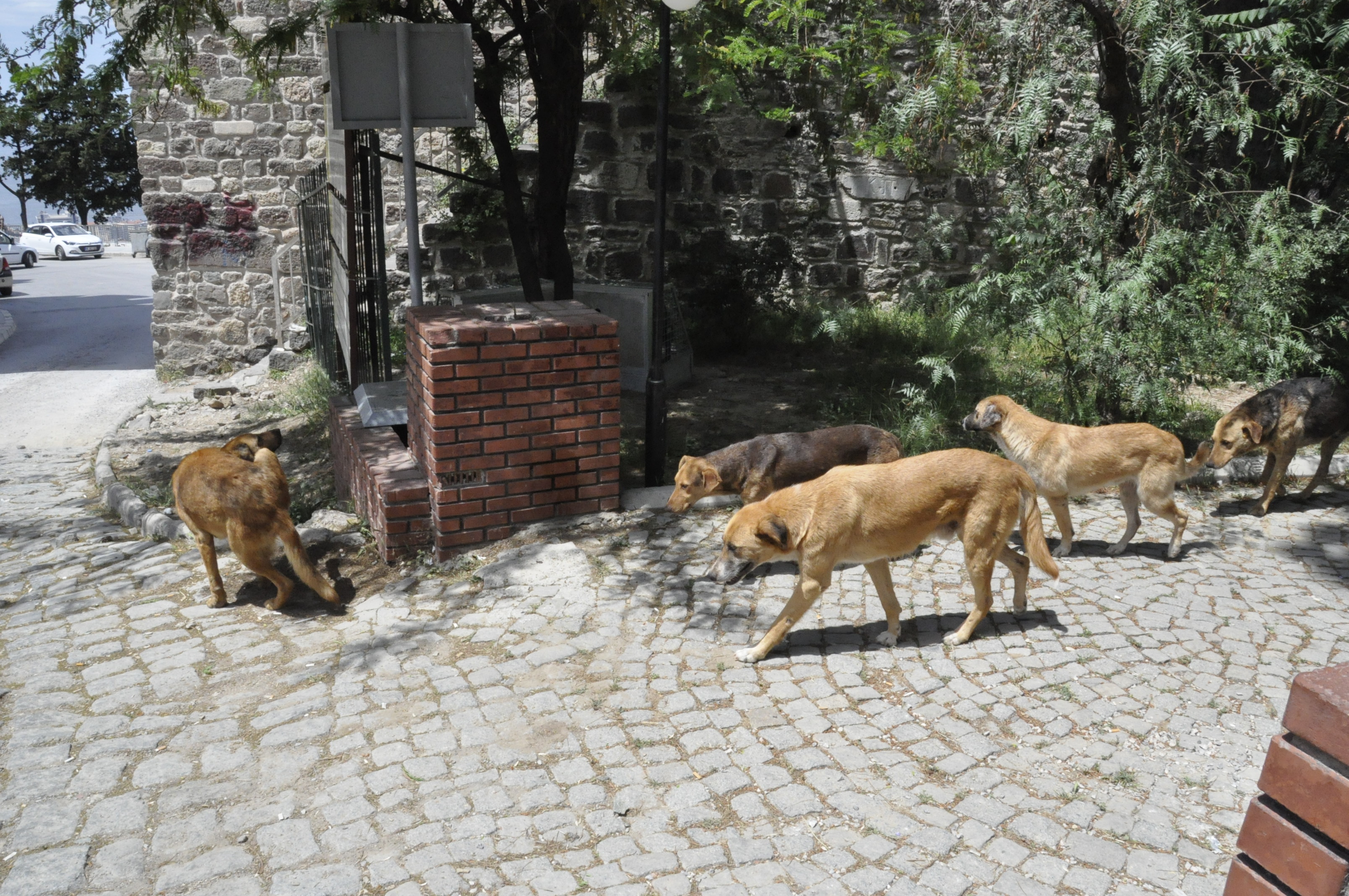Kadifekale Haberimiz Ses Getirdi, STK Başkanları Duyarsız Kalmadı: "Yanındayız Salih Erkek"
