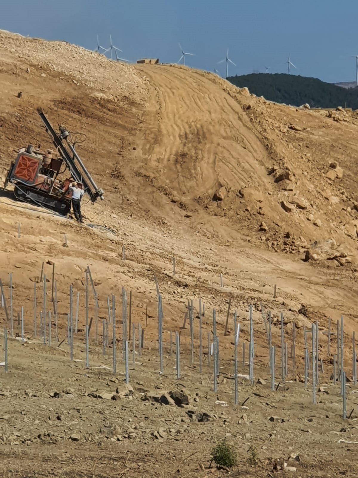 YÜZLERCE AĞACI KATLETTİLER YERİNE KAZIK BORULARI DİKTİLER