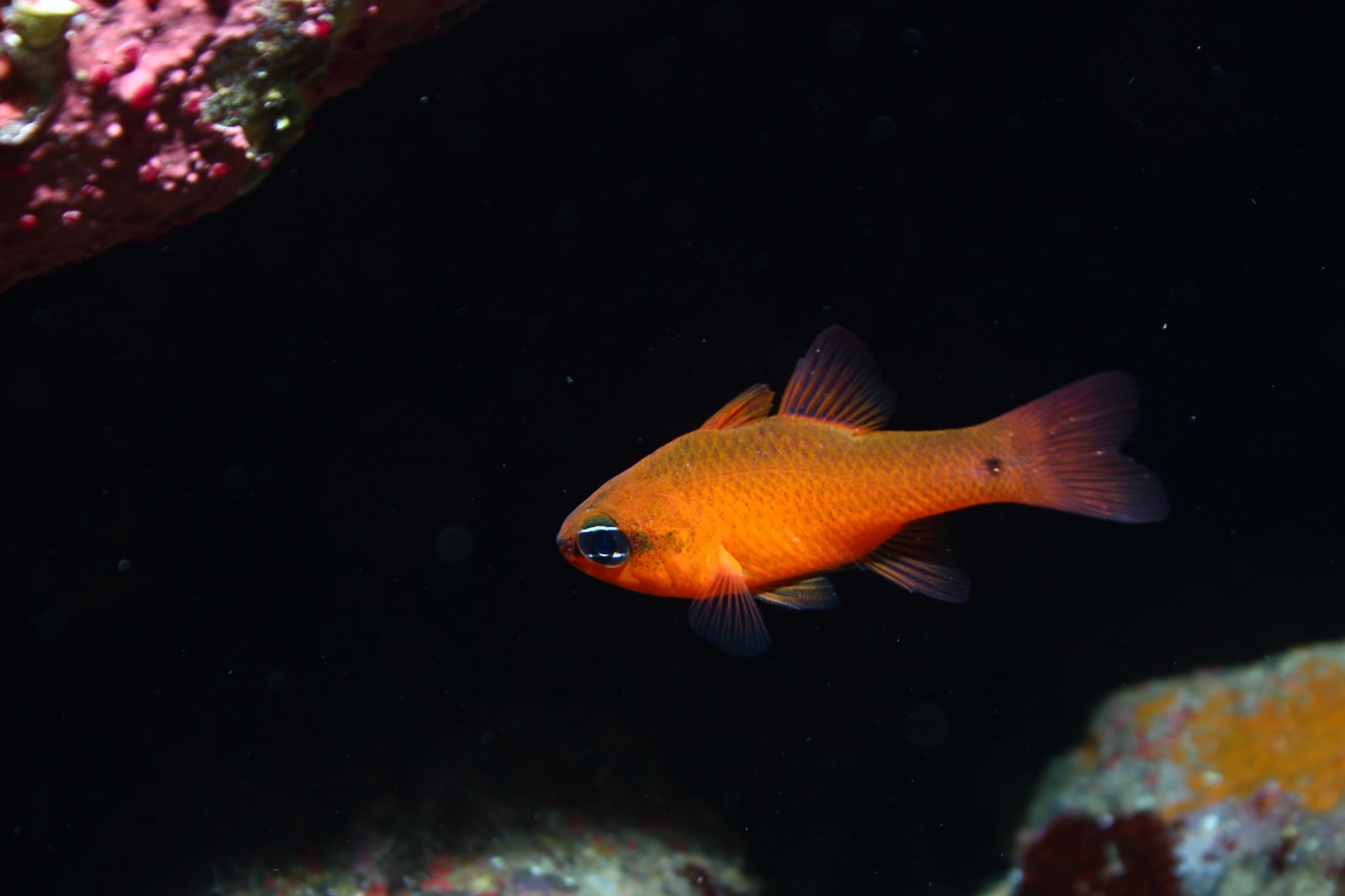 Soyer’den İzmir’in arıtma alanındaki liderliğini perçinleyecek adımlar