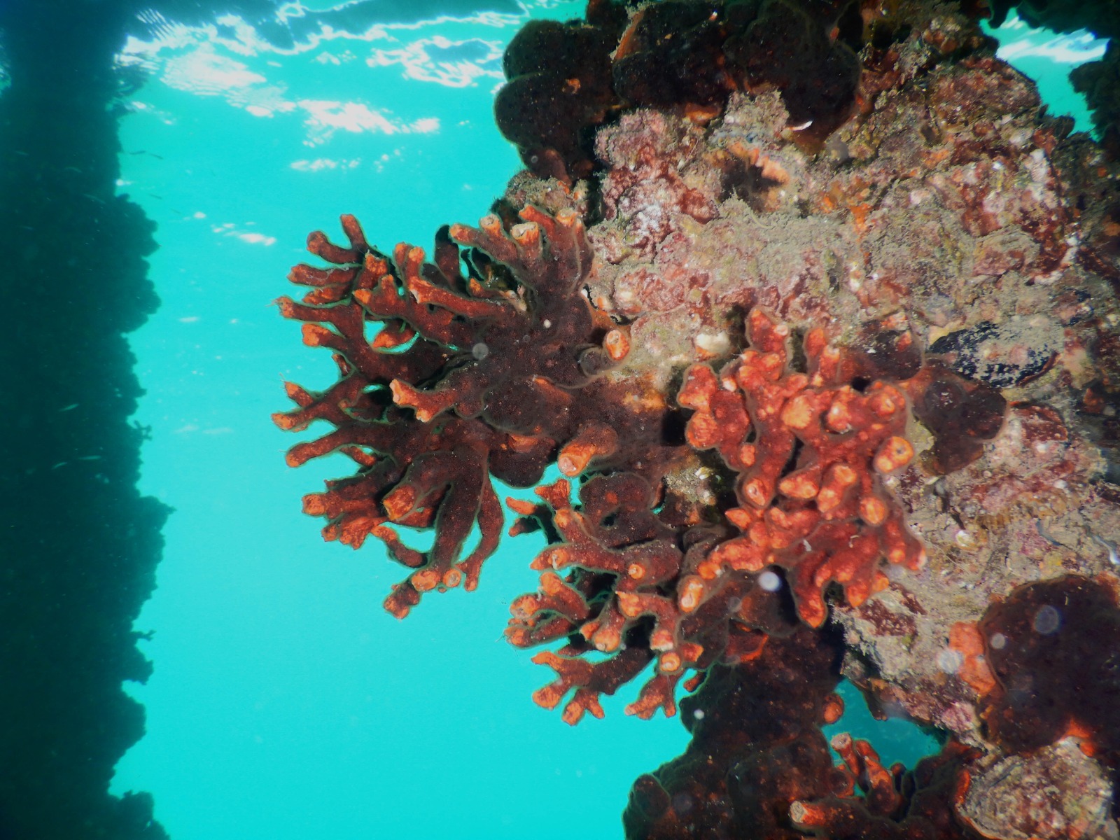 Soyer’den İzmir’in arıtma alanındaki liderliğini perçinleyecek adımlar