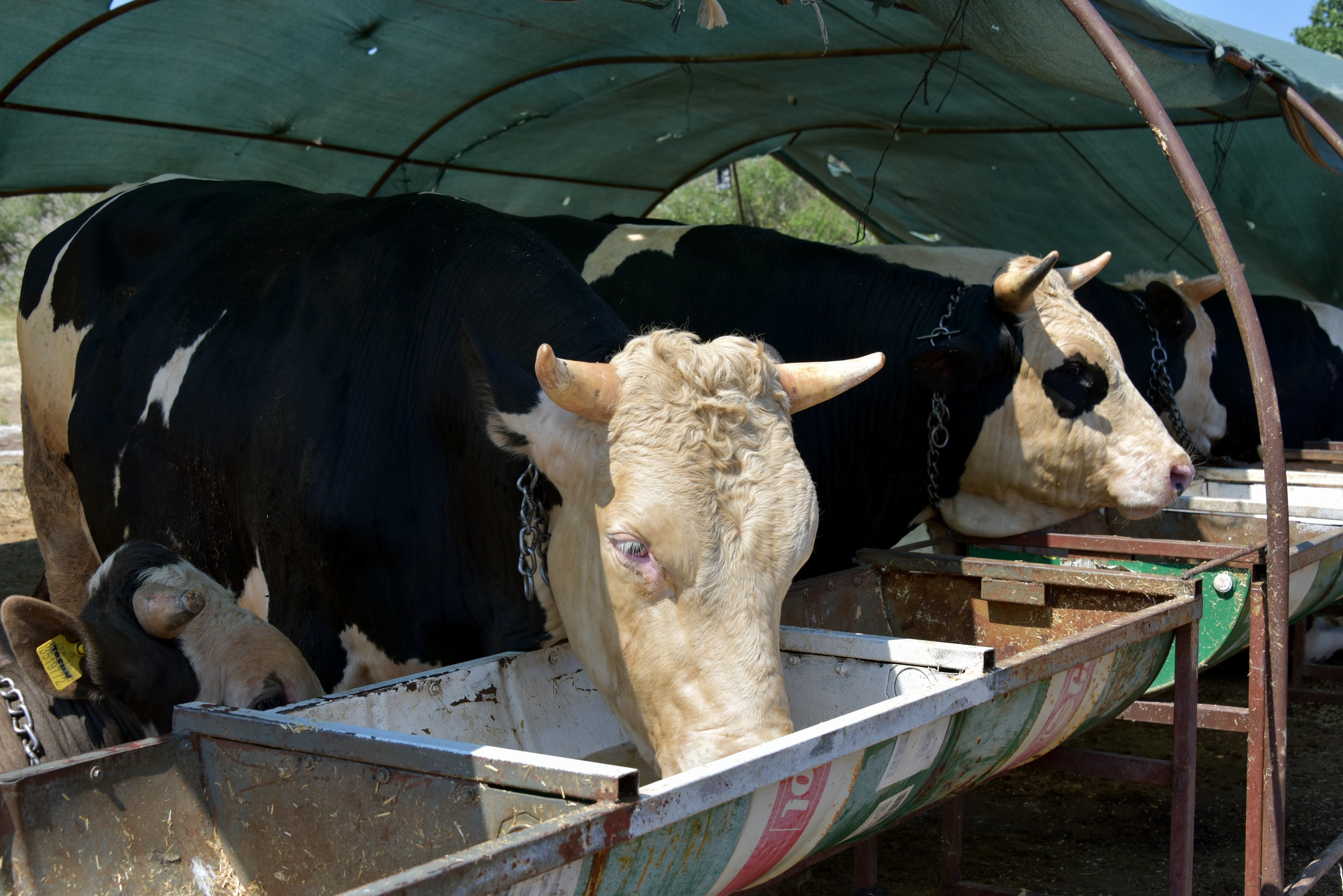 Aliağa'da Kurbanlıklar Alıcılarını Bekliyor