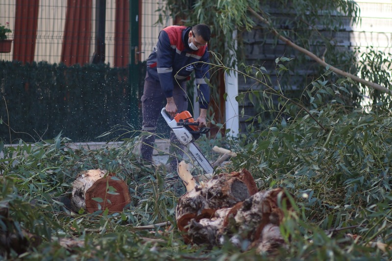 Bayraklı'da sağlıklı ağaç dönemi