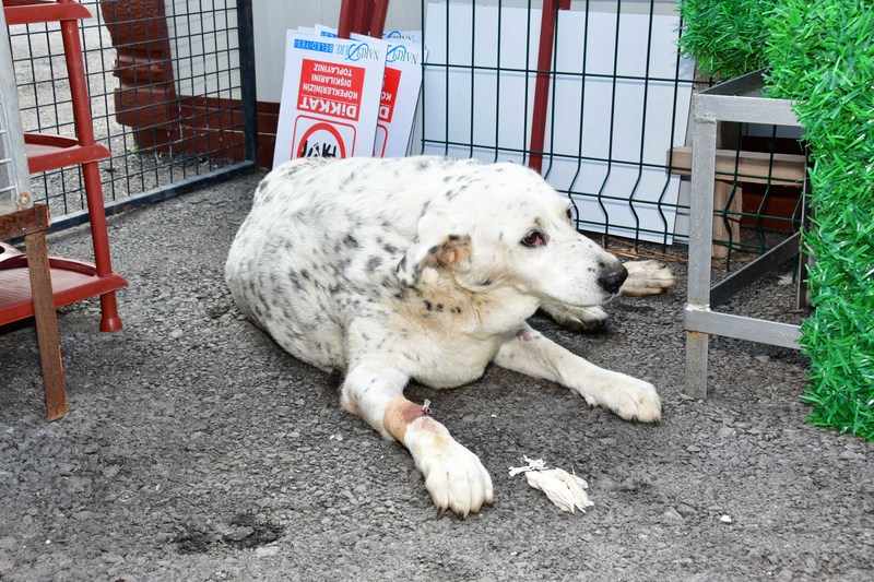 Narlıdere Belediyesi’nden satın alma sahiplen!