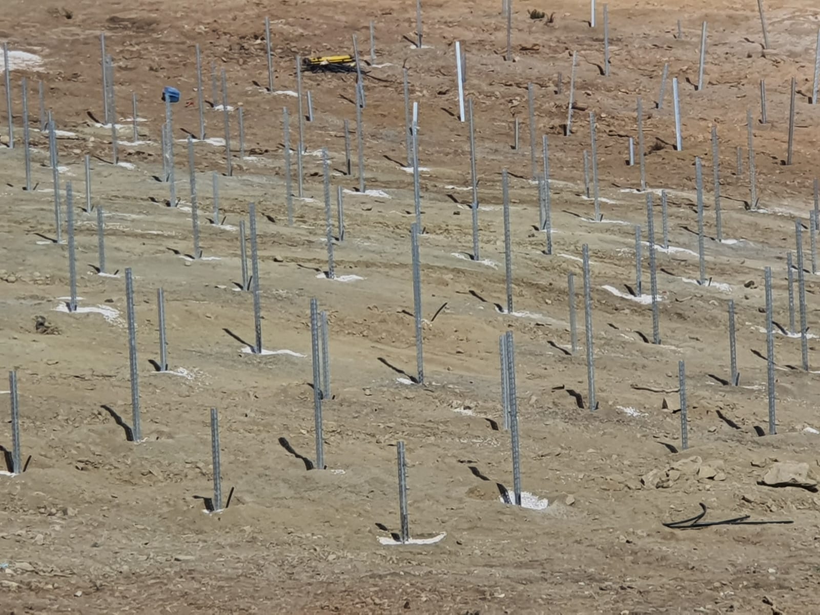 YÜZLERCE AĞACI KATLETTİLER YERİNE KAZIK BORULARI DİKTİLER