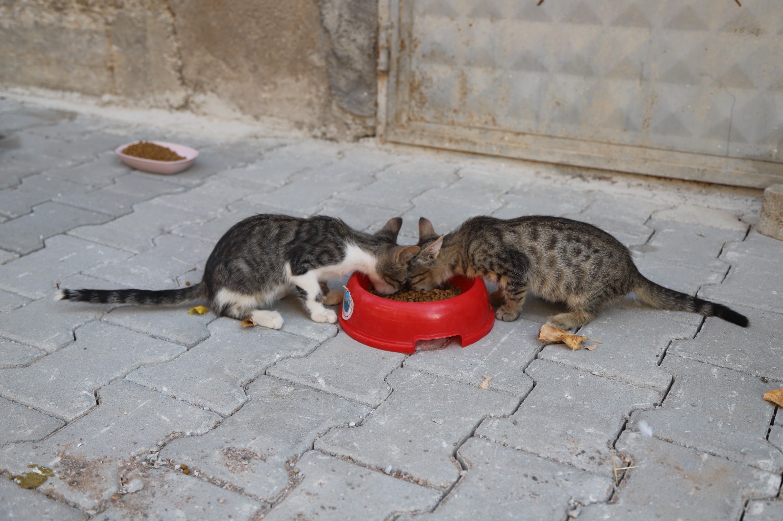 Bayramda Can Dostlar Unutulmadı