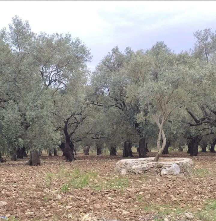 CHP'li Bakan: Gökçealan'ı koruyacağız!