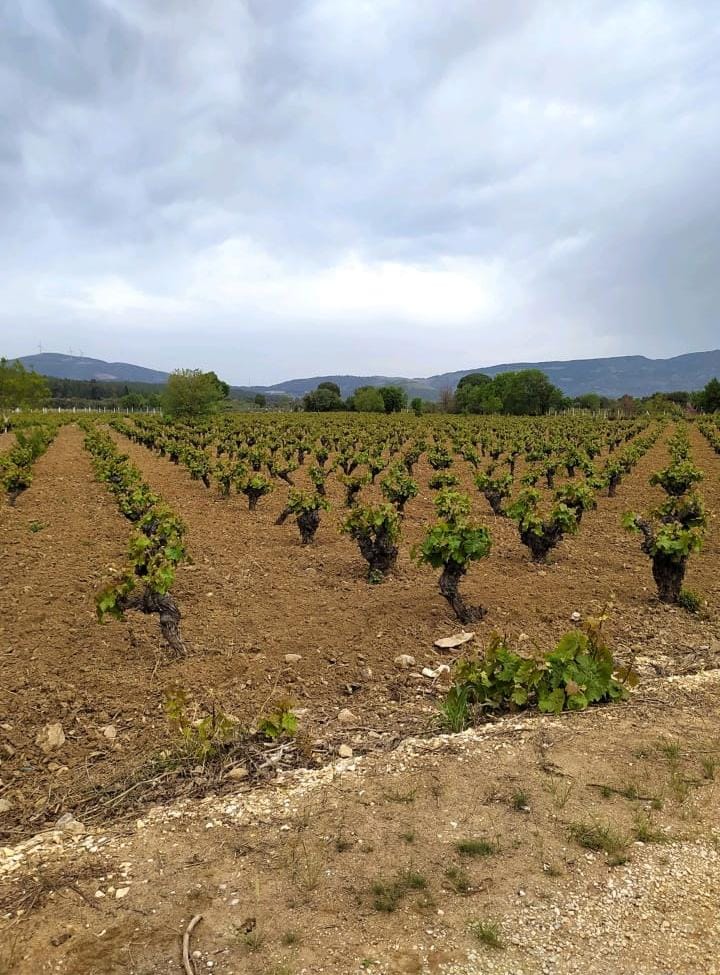 CHP'li Bakan: Gökçealan'ı koruyacağız!