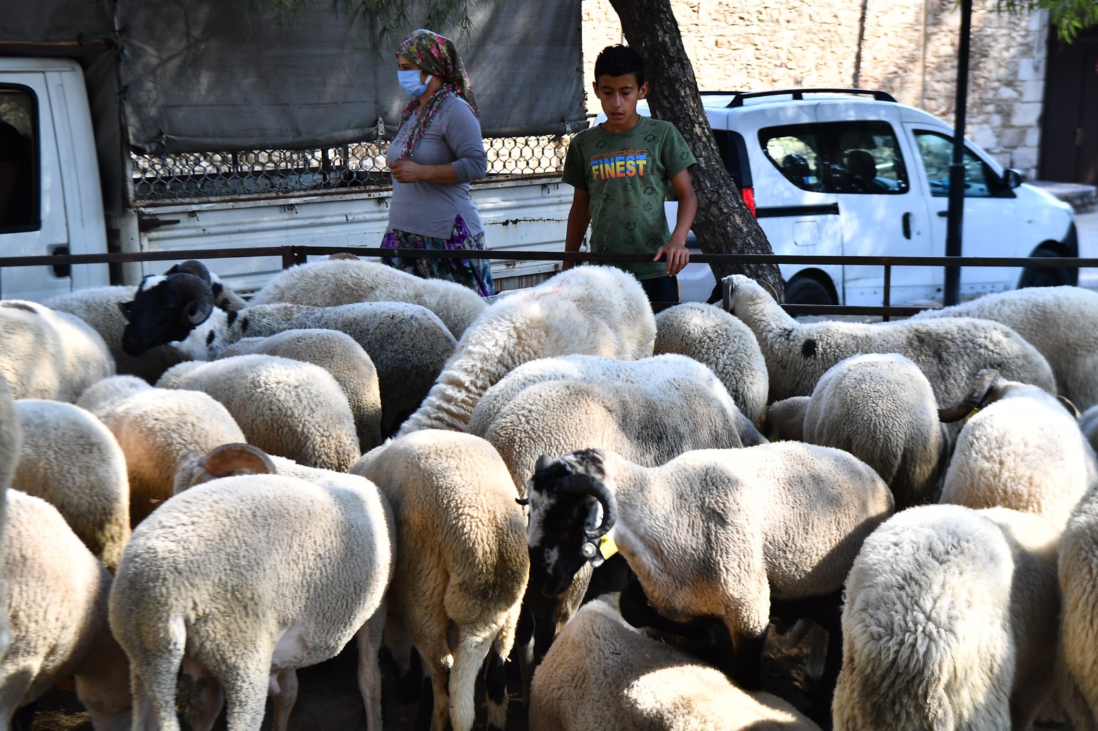 İzmir Büyükşehir Belediyesi’nin dağıttığı küçükbaş hayvan sayısı 12 bine ulaştı