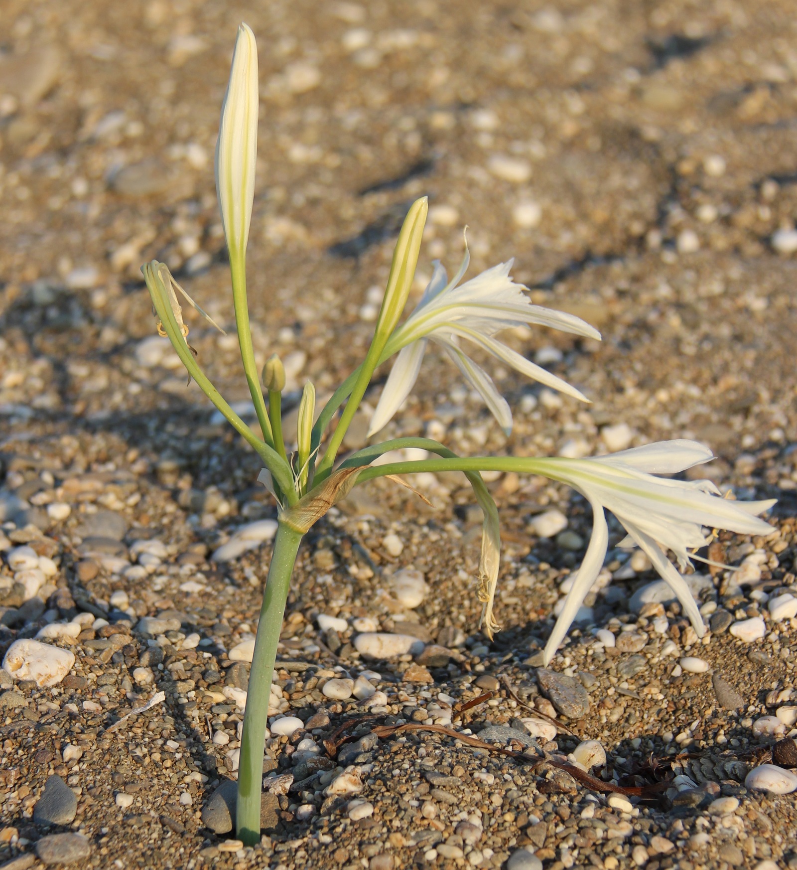Kum zambaklarını gözümüzden sakınıyoruz…