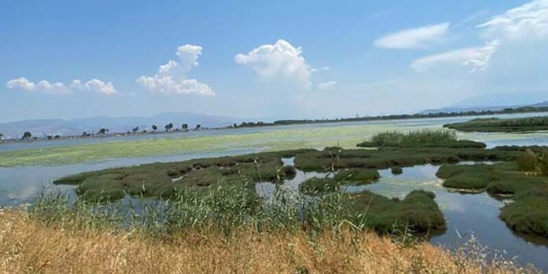 PROF. DR. YAŞAR: EGE MÜSİLAJ DEĞİL, FARKLI PLANKTON TÜRLERİNİN TEHDİDİ ALTINDA