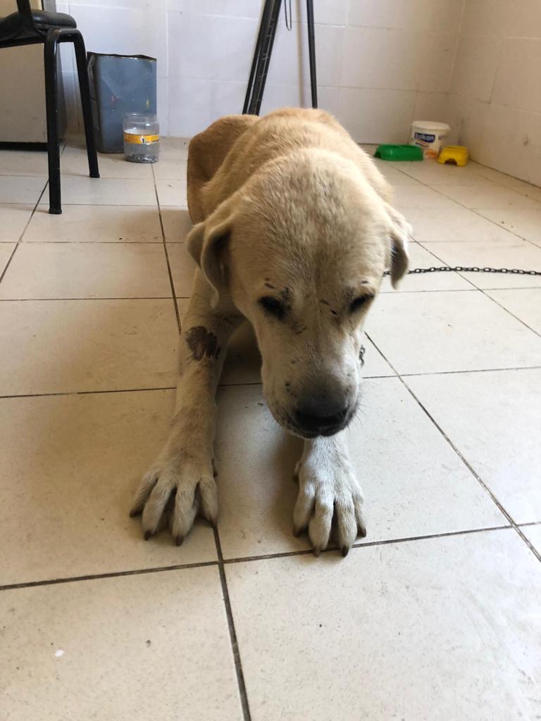 Umut kesilen köpeği Büyükşehir veterinerleri hayata döndürdü