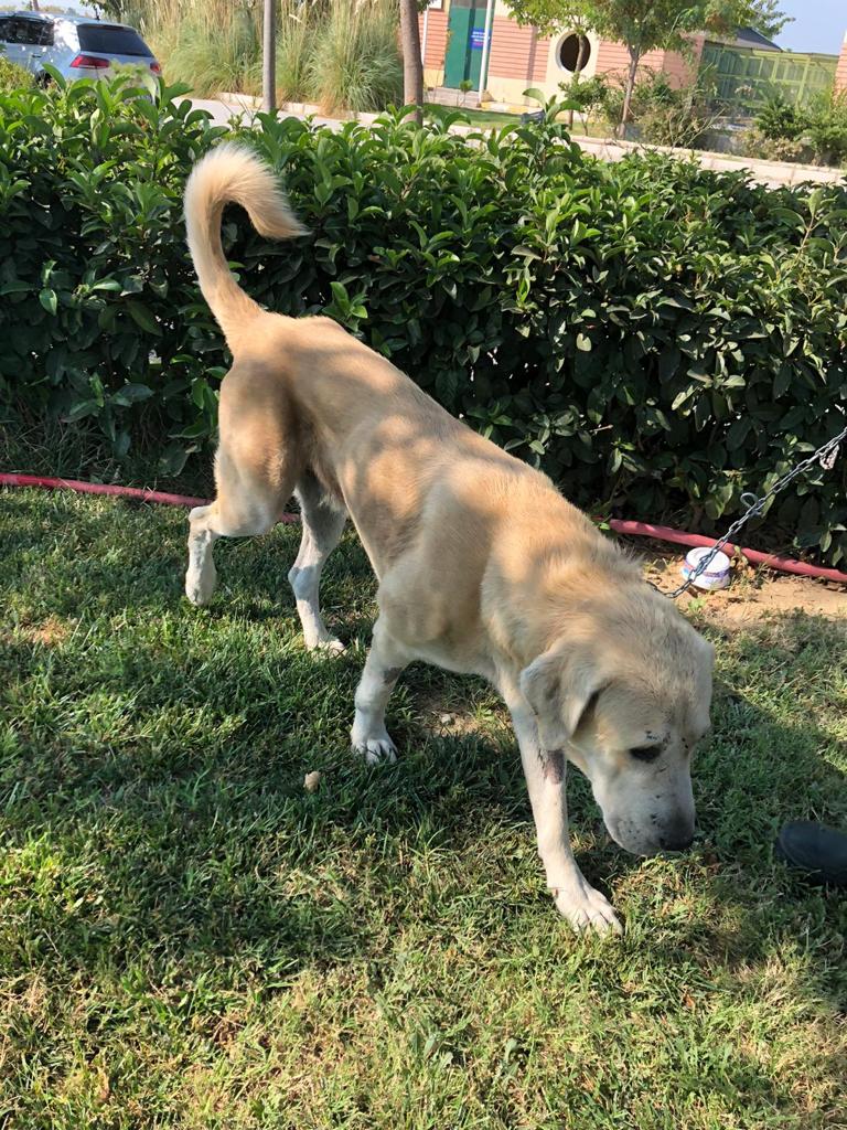 Umut kesilen köpeği Büyükşehir veterinerleri hayata döndürdü