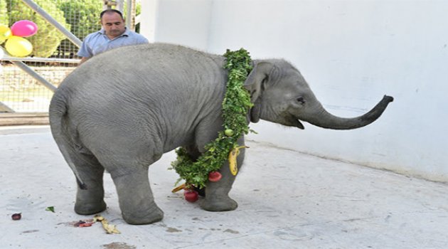 1 yılda 300 Kilo Aldı