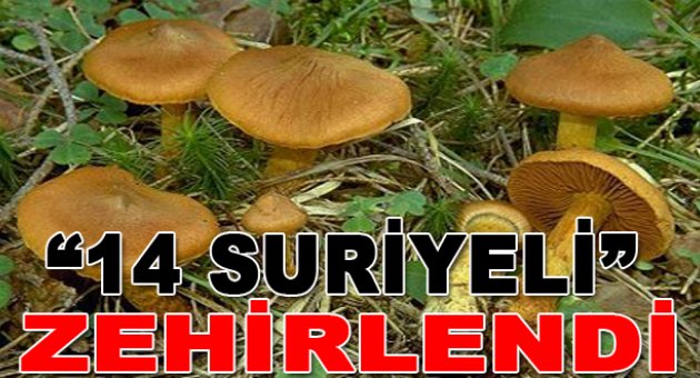 14 Suriyeli mantardan zehirlendi