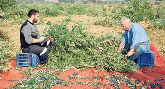 17 yıldır büyüttükleri zeytinlikleri bir gecede katledilen köylüler: Hem ağlıyor hem topluyoruz